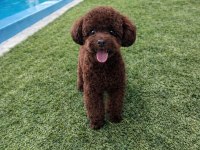 TEACUP POODLE DİŞİ YAVRU