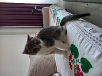 3 Aylık British Shorthair (Aşılı ve Eğitimli)