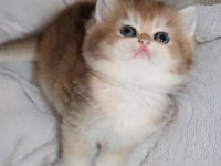 British shorthair türkiyede eşi benzeri yok