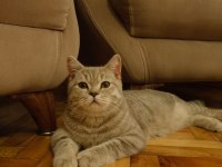 Acil sahiplendirilecek british shorthair