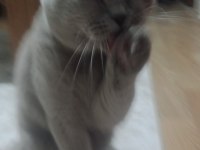 Erkek scottish fold cins