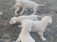 Albino Doberman Türkiyenin en seçkin köpekleri