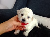 Bichon Frise Yavruları