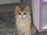 Golden ny12 erkek british longhair yavrum teslime hazır