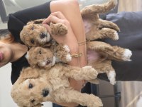 1 AYLIK ERKEK KAHVE POODLE SAHİPLENDİRİLECEK