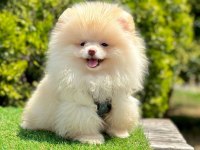 Boo Pomeranian Irk ve Sağlık Garantili Yavrular 