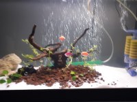2 tane sağlıklı genetik tetra