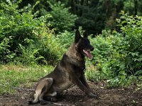 Teslime hazır malinois a kalite bebekler