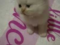 50 günlük british shorthair yavrularımız