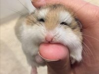 HAMSTER Gonzales kargo verilir