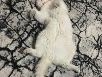 2 yaşında british shorthair