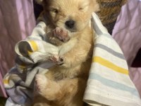 Pomeranian cinsi yavrular yeni yuva arıyor
