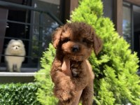 Orjinal Teacüp Poodle Yavrumuz