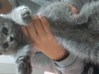 British shorthair bebeğimize yuva arıyoruz