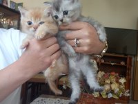 Birbirinden minnoş british shorthair bebişlere yuva