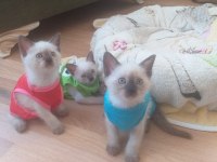 3 kuşak Mükemmel bakılmış Siyam yavruları 2 Aylık