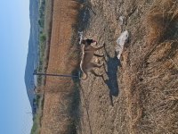Çok adamcı belçika kurdu