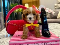 Mini Maltipoo Baby
