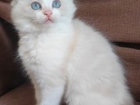 SECERELİ RAGDOLL KEDİSİ YAVRULAR