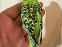 36 GÜNLÜK RENK GÜZELİ MUHABBET KUŞU BEBEK