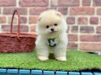 Safkan Pomeranian Boo Yavrularımız