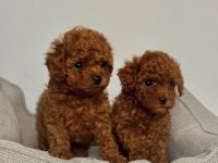 Kıvır kıvır toy Poodle yavrular
