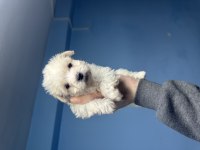 Dişi erkek maltipoo bebekler