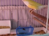 Çift Goldian finch (Gökkuşağı İspinozu)