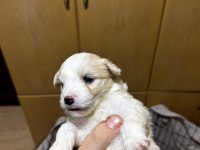 maltipoo yavrular
