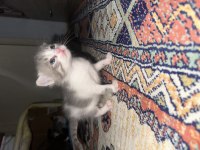 2 aylık yavru kediler