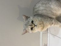 British longhair