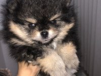 Sevimli pomeranian minikler