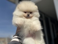 Petmode köpek çiftliğinde ziyarete açık li pomeranian