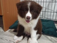 2 aylık safkan border collie yavrularım