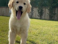 Baby Face Golden Yavruları 