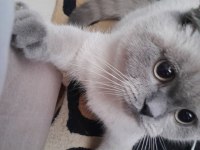British shorthair tatlı kedimiz