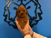 IRK GARANTİLİ RED TOY POODLE YAVRULARIMIZ