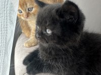 British shorthair