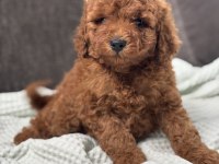 0 NO TOY POODLE YAVRUMUZ
