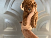 Toy poodle bebekler