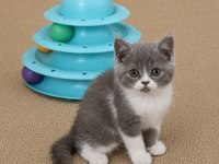 Mükemmel British Shorthair Golden Blue ve Bicolor Yavrular