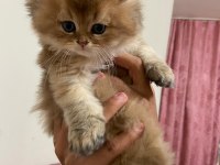 British longhair kedimiz