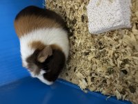 Guinea pig 4 aylık