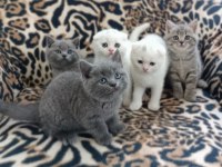 13/05 Doğumlu Top Kafa Scottish Fold Bebişler