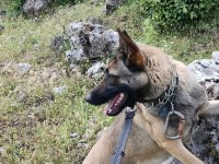 Belçika Kurdu Bir Buçuk Yaşında