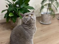 British shorthair oğlumuza yuva arıyoruz
