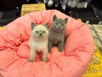 Irk Sağlık Garantili British Shorthair Yavrularımız