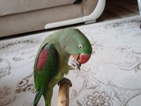 Mükemmel bir Alexander papağanımız teslimi hazır