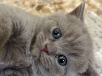 Bristh shorthair ve scotih fold yavrularimiz