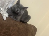 British shorthair kedimizi sahiplendirme
